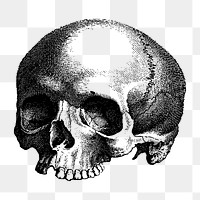 Human skull png sticker vintage illustration, transparent background. Free public domain CC0 image.