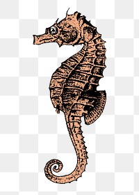 Seahorse png sticker, aquatic animal illustration, transparent background. Free public domain CC0 image.