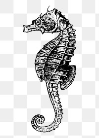 Seahorse drawing png sticker, aquatic animal illustration, transparent background. Free public domain CC0 image.
