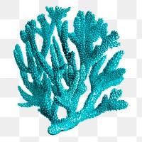 Blue coral png clipart, sea life illustration on transparent background. Free public domain CC0 image.