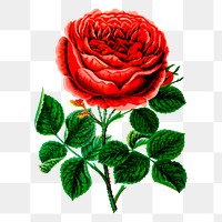 Png John hopper rose clipart, flower illustration, transparent background. Free public domain CC0 image.