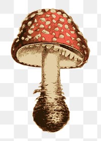 Mushroom png sticker vintage illustration, transparent background. Free public domain CC0 image.