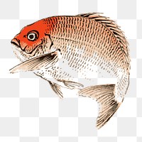 Png red sea bream fish clipart, vintage animal illustration, transparent background. Free public domain CC0 image.