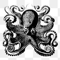 Octopus drawing png clipart, vintage sea life illustration, transparent background. Free public domain CC0 image.