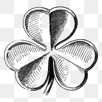 Shamrock clover png leaf clipart, Irish botanical illustration, transparent background. Free public domain CC0 image.