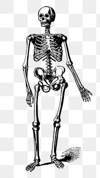 Skeleton drawing png sticker vintage illustration, transparent background. Free public domain CC0 image.