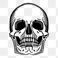 Human skull png sticker vintage illustration, transparent background. Free public domain CC0 image.