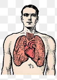 Anatomy png sticker, man and lungs illustration, transparent background. Free public domain CC0 image.