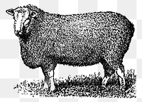 Farm sheep png sticker, animal hand drawn illustration, transparent background. Free public domain CC0 image.