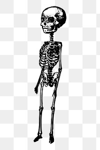 Png big head skeleton sticker, Halloween hand drawn illustration, transparent background. Free public domain CC0 image.