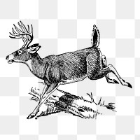 Deer png sticker, animal hand drawn illustration, transparent background. Free public domain CC0 image.