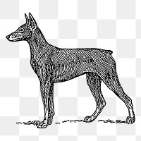 Dog png sticker, Doberman hand drawn illustration, transparent background. Free public domain CC0 image.