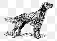 English setter png sticker, dog hand drawn illustration, transparent background. Free public domain CC0 image.