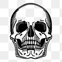 Skull png sticker, skeleton illustration, | Free PNG - rawpixel