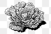 Dutch cabbage png sticker, vegetable hand drawn illustration, transparent background. Free public domain CC0 image.