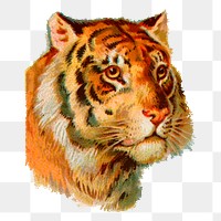 Tiger face png sticker animal illustration, transparent background. Free public domain CC0 image.