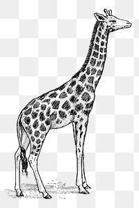 Giraffe png clipart, safari animal hand drawn illustration, transparent background. Free public domain CC0 image.