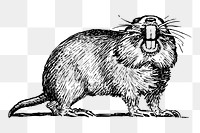 Gopher png clipart, animal hand drawn illustration, transparent background. Free public domain CC0 image.