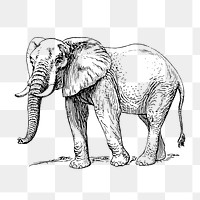 Elephant png clipart, animal hand drawn illustration, transparent background. Free public domain CC0 image.