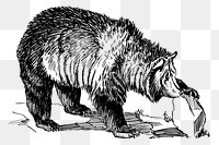 Grizzly bear png clipart, animal hand drawn illustration, transparent background. 