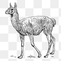 Lama Guanicoe png clipart, animal hand drawn illustration, transparent background. Free public domain CC0 image.