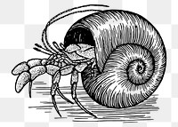 Hermit crab png clipart, sea life hand drawn illustration, transparent background. Free public domain CC0 image.