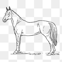 Horse line art png clipart, animal hand drawn illustration, transparent background. Free public domain CC0 image.