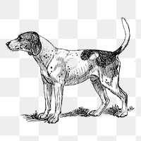 Dog png clipart, Finnish Hound animal hand drawn illustration, transparent background. Free public domain CC0 image.