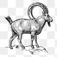 Ibex png clipart, animal hand drawn illustration, transparent background. Free public domain CC0 image.