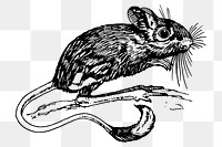 Wild rat png clipart, animal hand drawn illustration, transparent background. Free public domain CC0 image.