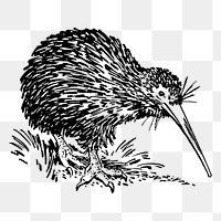 Kiwi bird png clipart, animal hand drawn illustration, transparent background. Free public domain CC0 image.