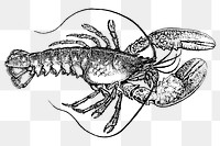 Lobster png clipart, animal hand drawn illustration, transparent background. Free public domain CC0 image.