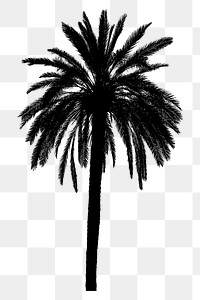 Palm tree png sticker nature silhouette, transparent background. Free public domain CC0 image.