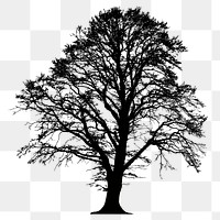 Alder tree png sticker botanical silhouette, transparent background. Free public domain CC0 image.