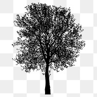 Birch tree png sticker nature silhouette, transparent background. Free public domain CC0 image.