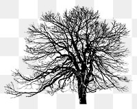 Leafless tree png sticker botanical silhouette, transparent background. Free public domain CC0 image.