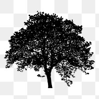 Beech tree png sticker nature silhouette, transparent background. Free public domain CC0 image.