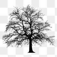 Leafless tree png sticker botanical silhouette, transparent background. Free public domain CC0 image.