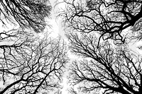 Leafless trees png nature silhouette, transparent background. Free public domain CC0 image.