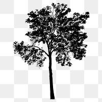 Eucalyptus tree png sticker nature silhouette, transparent background. Free public domain CC0 image.