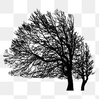 Leafless beech png tree sticker nature silhouette, transparent background. Free public domain CC0 image.