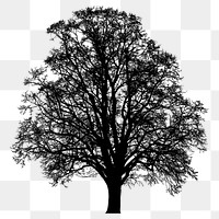 Beech tree png sticker nature silhouette, transparent background. Free public domain CC0 image.