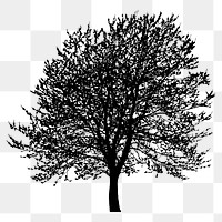 Tree png sticker botanical silhouette, transparent background. Free public domain CC0 image.