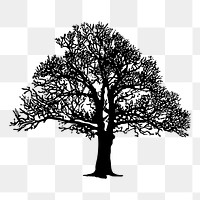 Leafless tree png sticker botanical silhouette, transparent background. Free public domain CC0 image.