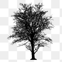 Leafless tree png sticker nature silhouette, transparent background. Free public domain CC0 image.