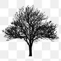 Magnolia kobus png tree sticker nature silhouette, transparent background. Free public domain CC0 image.