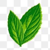 Leaf png sticker, botanical illustration on transparent background. Free public domain CC0 image.