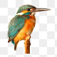 Kingfisher bird png sticker, animal illustration on transparent background. Free public domain CC0 image.