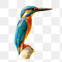 Kingfisher bird png sticker, animal illustration on transparent background. Free public domain CC0 image.