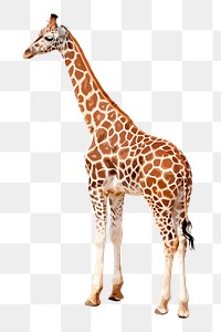 Giraffe animal png sticker illustration, transparent background. Free public domain CC0 image.